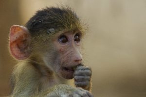 2022 1st Prize: Yellow Baboon baby (Papio cynocephalus) – South Luangwa National Park by User:Snowmanstudios